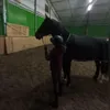 a.r_equestriann