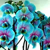 floras0595