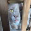 dog2_cat1