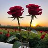 user9056112124588