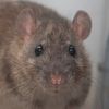 just.a.rat74