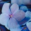 periwinkletwinkle2