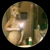 aguante_elcanguro