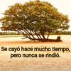 loor288