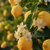 itz_lemon6