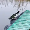 jossskii