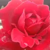 nh.mi.khng.qun6
