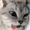 ayusyila66