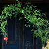 tre_bonsai_datviet