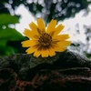 sunflower__0109