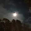 rose_dancing.1