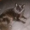 baezuejej
