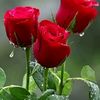 user7871476085870