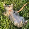 meowx_mur