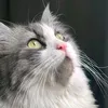 cjhdjf5