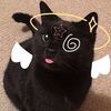 __kittykatzz__
