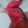 anhnghi024