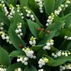 fleurdelys5289