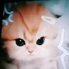 jamoooy_