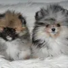 pomeranian.madrid