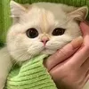 sweet___ra834