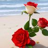 hababahmed8