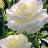 mohsin.khan8073