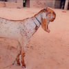 bootabloch.baloch437