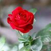 shaiful3islam