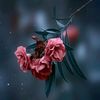 .heilan