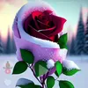 user7520691361491