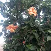 mnanakenitra