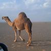awad7308