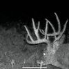 txtrophyhunter3
