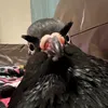 peeweepigeon