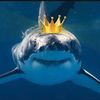 king__of_sharks