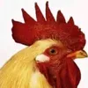 akhoadeptraivcl10