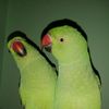 og.parrot