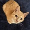 crazy_gingerkitty