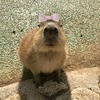 capybarasigma1