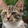 my_cats_are_epic