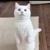 にゃんこ坂