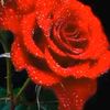 Carmen Argelia Colmenares Rodr