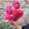 rehman.king.999