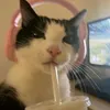 badngimnida