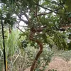 binhyennhe3838