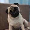 bonyashka_mops