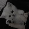 pink_9551