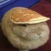ihamster_422