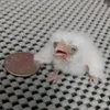 clt_judiado